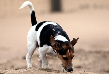 Jack Russell Terrier sur une plage de la côte belge