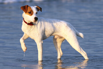 Jack Russell Terrier sur une plage de la côte belge