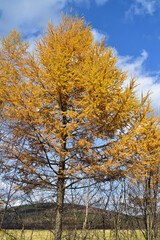 Listvennitsa