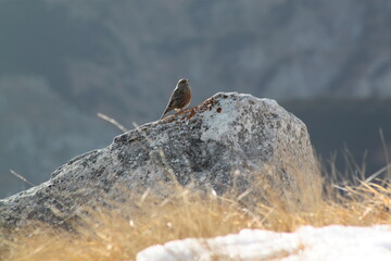 Bird on stone