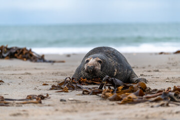 Harbor Seal (Phoca vitulina) at the edge of the ocean