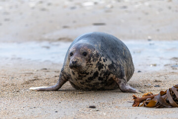 Harbor Seal (Phoca vitulina) at the edge of the ocean