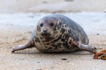 Harbor Seal (Phoca vitulina) at the edge of the ocean