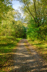 Landscape with autumn forest in the sunny day. Yellow and green forest in the fall season.