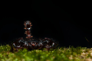Small wood scorpion (Euscorpius sp.) , Italy.