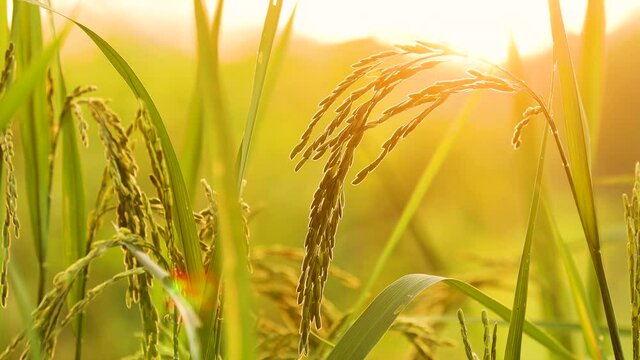 The ears of rice with light shines at sunset. Closer to the ears of Thai rice in the rice fields with the golden light from sunset.