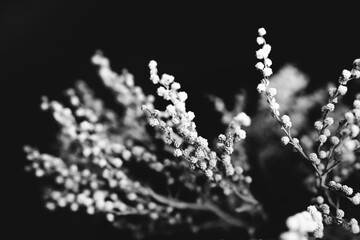 black and white flower