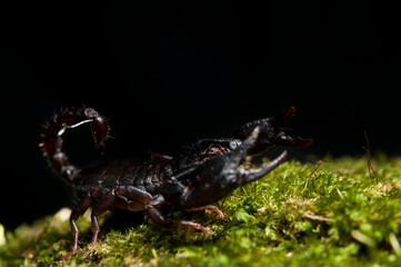 Small wood scorpion (Euscorpius sp.) , Italy.