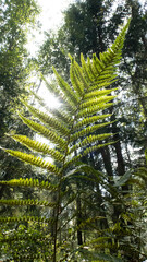 Forest landscape, fern in the forest