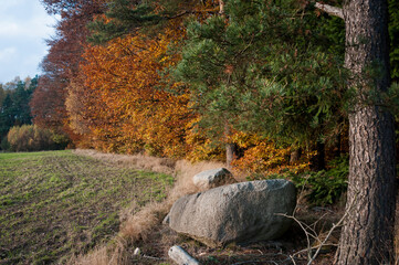 golden autumn forest