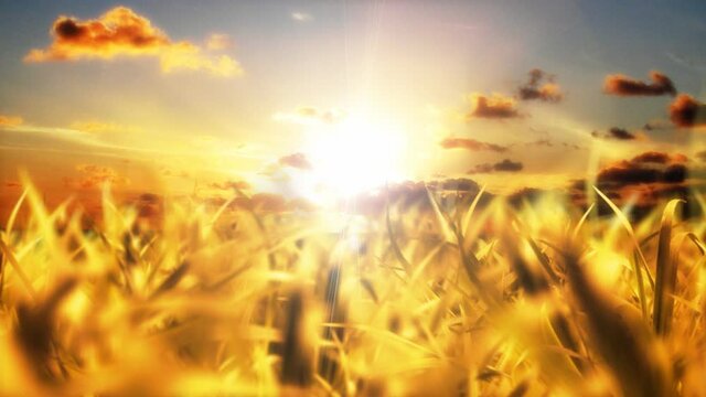 Abstract Corn Field Animation
