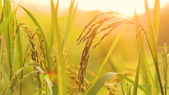 The ears of rice with light shines at sunset. Closer to the ears of Thai rice in the rice fields with the golden light from sunset.