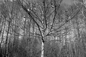 Naked trees in park.  Black and white