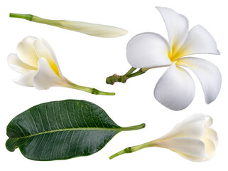 Softly white plumeria flowers isolated on White background, Frangipani flower isolated white background With clipping path.