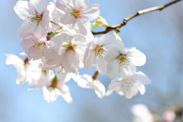 Fototapeta premium さくら