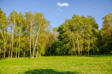 Landscape with autumn forest in the sunny day. Yellow and green forest in the fall season.