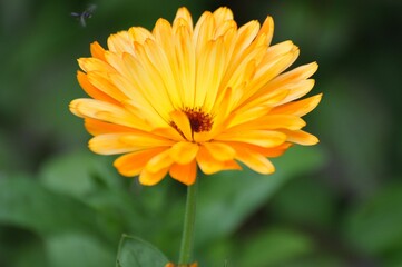 Ringelblume im Garten