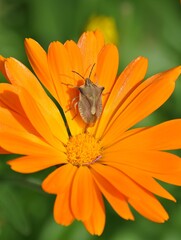 Ringelblume im Garten