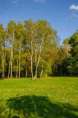 Landscape with autumn forest in the sunny day. Yellow and green forest in the fall season.