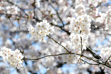 Obraz premium さくら