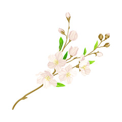 Flourishing Branch with Fragrant Tender Flowers Vector Illustration