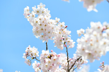 Obraz premium さくら