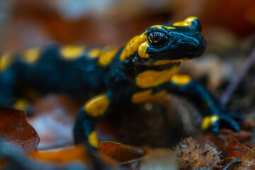 Spotted salamander in autumn