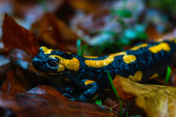 Spotted salamander in autumn
