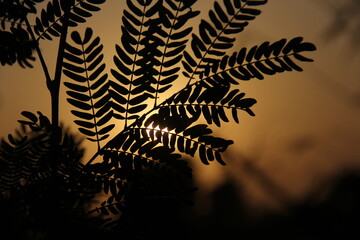 sunset or sunrise view behind green leaf