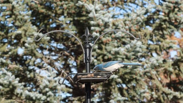 One scrub jay flies to feeder and chooses a peanut then leaves in slow motion.