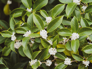 Olivier de Chine - Osmanthus fragrans - Floraison blanc crème en boule de neige autour de tiges...