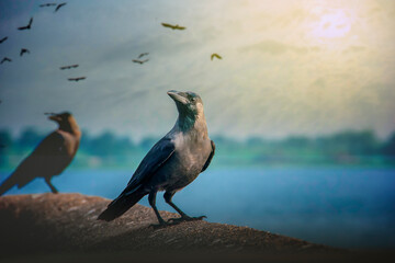 Crow resting on a balustrade