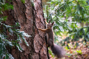 Eichhörnchen auf einem Baumstamm