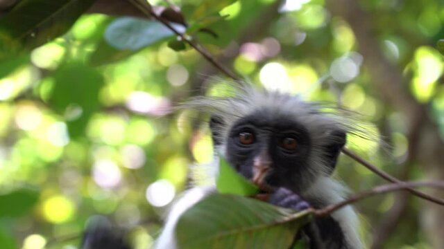Wild red colobus monkey sitting on the branch in tropical forest on the island of Zanzibar, Tanzania, East Africa