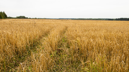 Rustic field after harvest. Rye