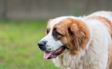  Portrait of a nice St. Bernard dog
