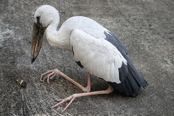 Big Open billed stork bird or Asian openbill bird (Anastomus Oscitans) eating the prey on the floor