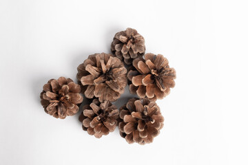 Spruce cone studio image. Christmas cones.