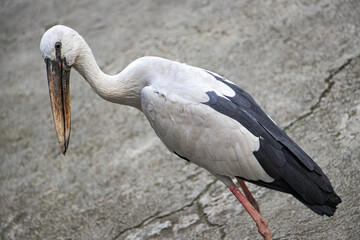 Closeup Big Open billed stork bird or Asian openbill bird (Anastomus Oscitans) standing on the floor