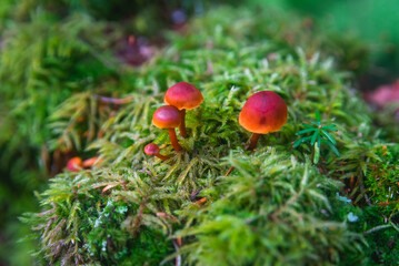 Micro mushrooms