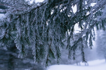 Christmas tree branches covered with snow and ice