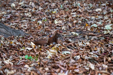 Babyeichhörnchen am Boden sucht nach Essen