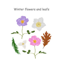 Set of winter flowers and leaves vector illustration