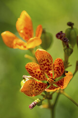 blackberry lily