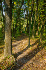 Fototapeta premium Landscape with autumn forest in the sunny day. Yellow and green forest in the fall season.