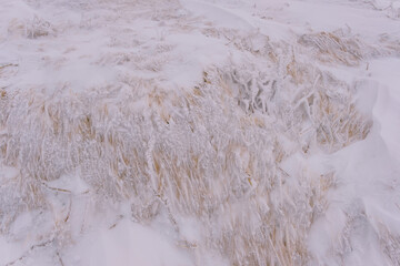 Frozen dried grass under the snow