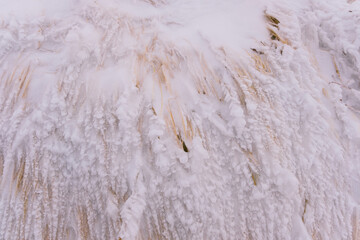 Frozen dried grass under the snow
