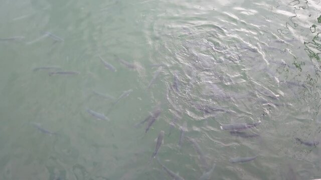 Top view closeup of shoal of mullets and gulls eat voraciously on water surface.