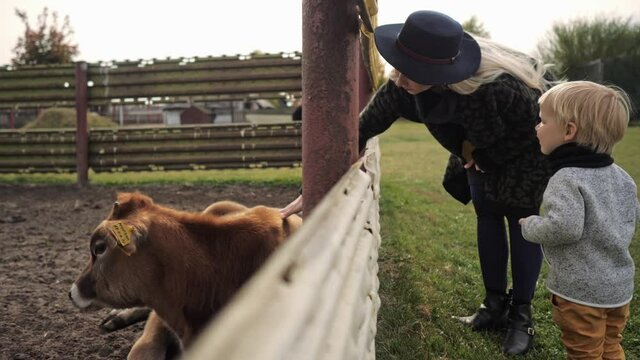 Mom and son stroking a cow on a farm, putting their hand through the fence
