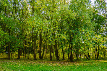 Landscape with autumn forest in the sunny day. Yellow and green forest in the fall season.